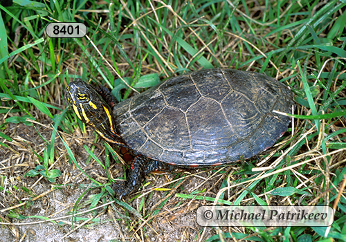 Painted Turtle (Chrysemys picta)